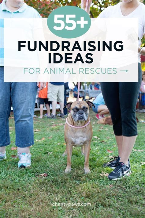 Our Favorite Animal Shelter and Rescue Fundraising Ideas.